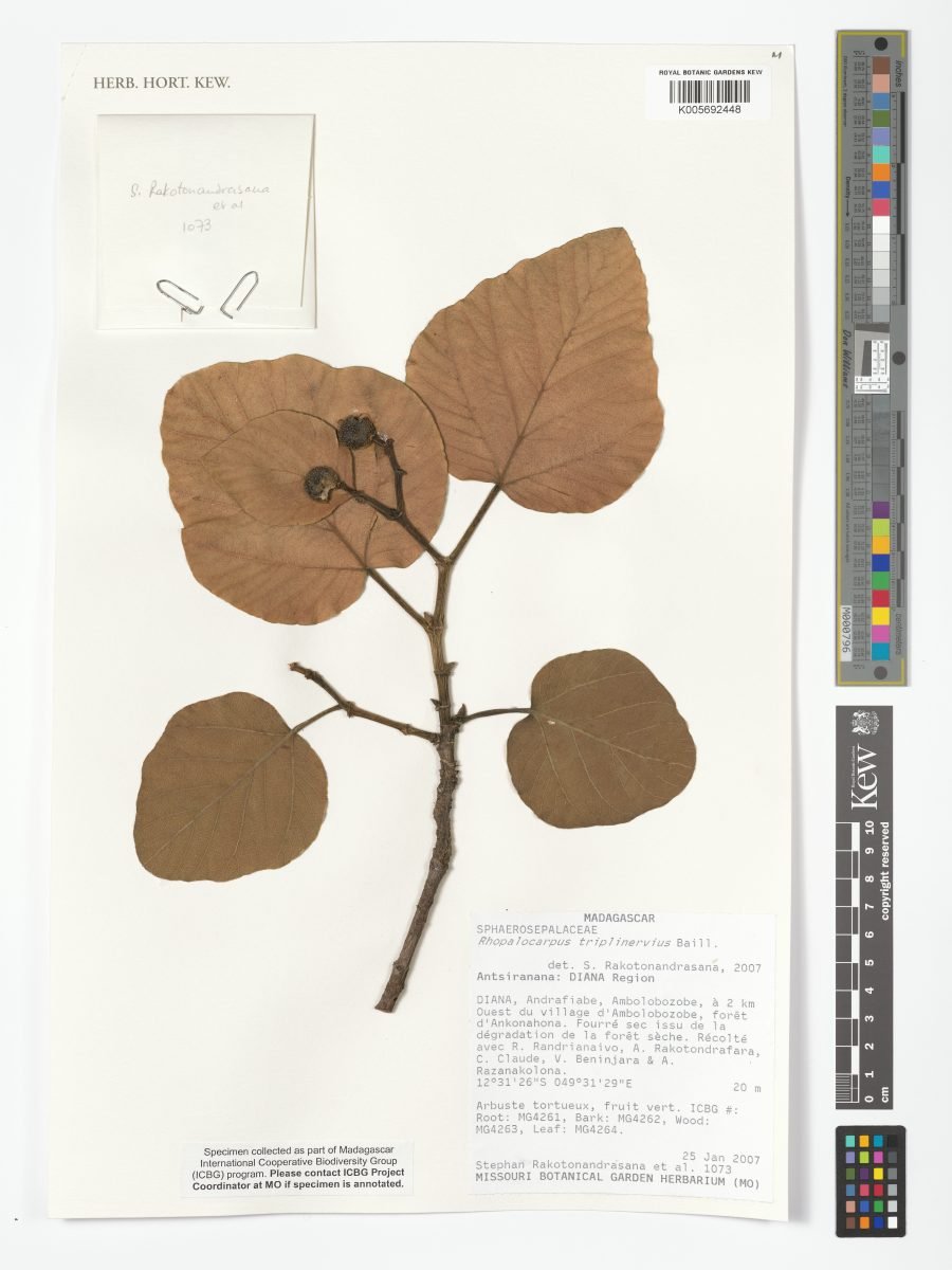 Rhopalocarpus triplinervius photograph 4