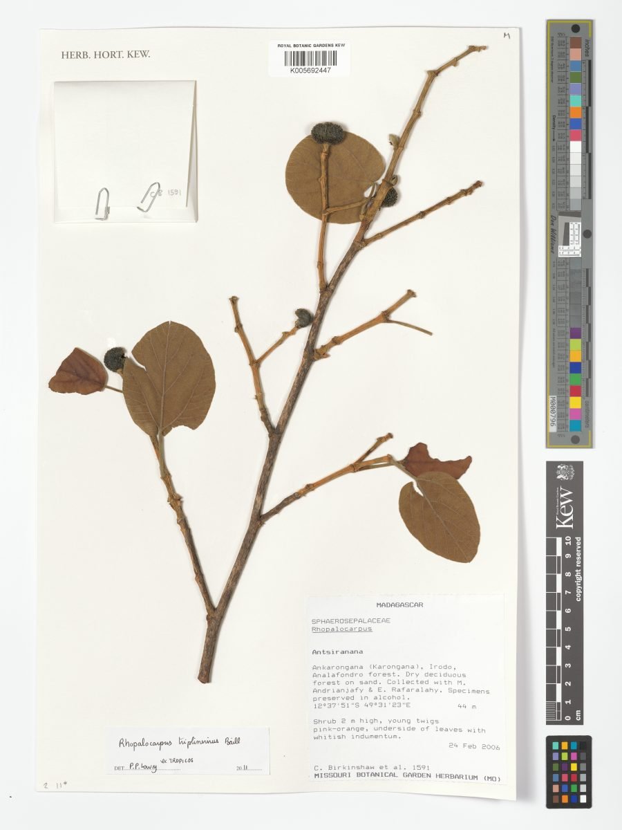 Rhopalocarpus triplinervius photograph 6