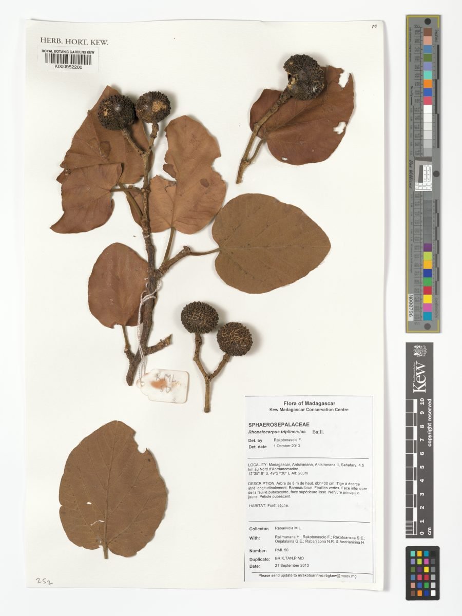 Rhopalocarpus triplinervius photograph 3