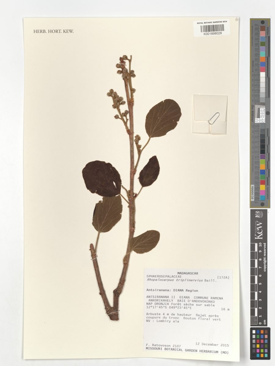Rhopalocarpus triplinervius