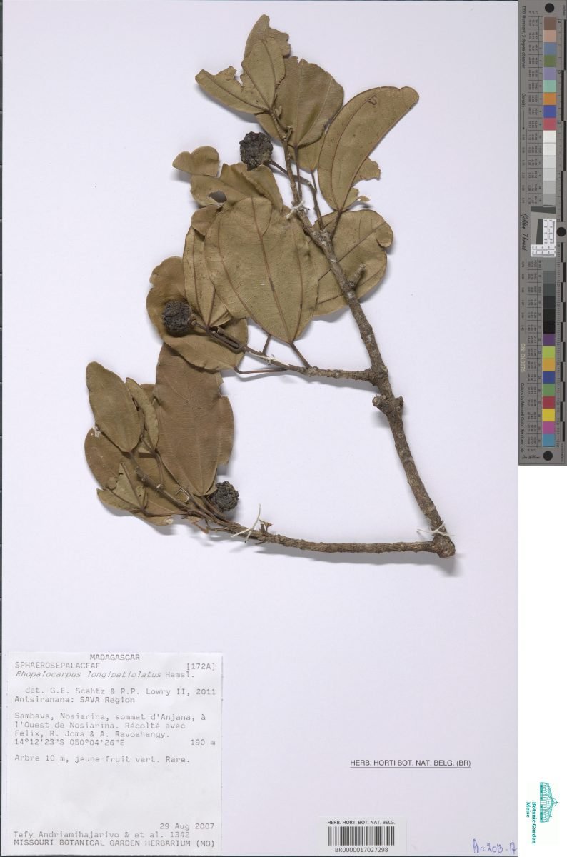 Rhopalocarpus longipetiolatus photograph 5