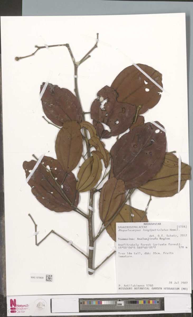 Rhopalocarpus longipetiolatus photograph 2