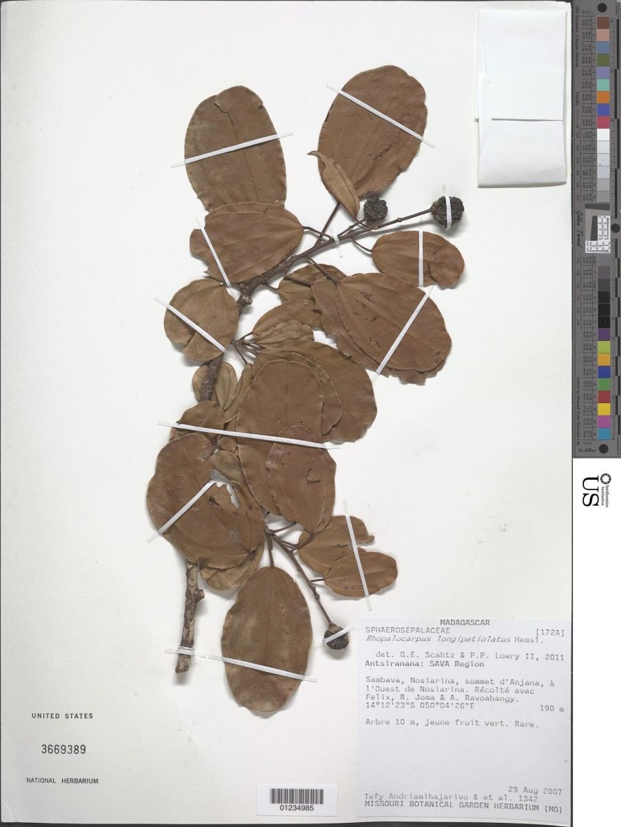 Rhopalocarpus longipetiolatus photograph 4