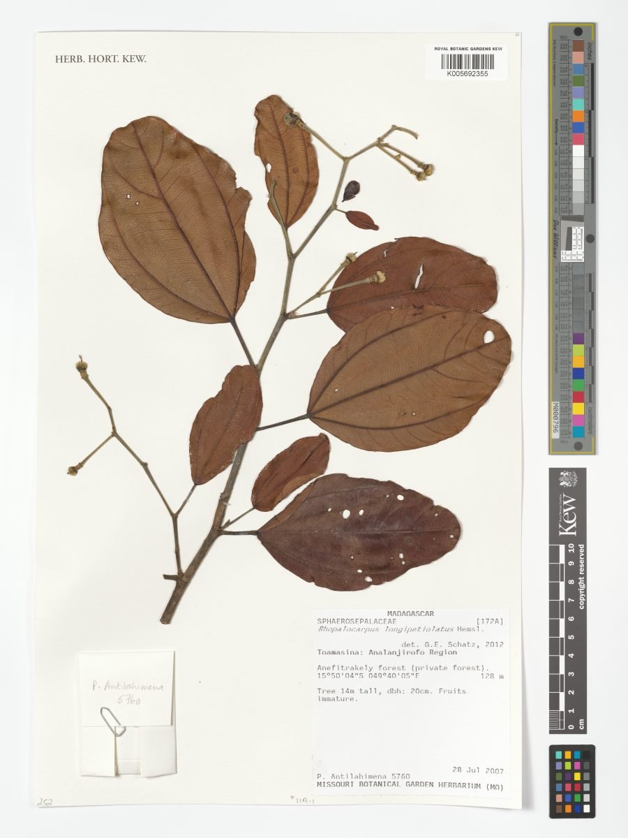 Rhopalocarpus longipetiolatus photograph 3