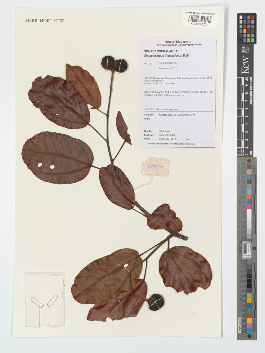 Rhopalocarpus thouarsianus