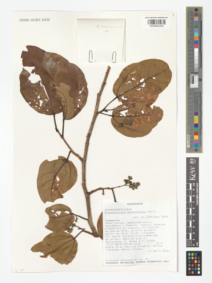 Rhopalocarpus thouarsianus photograph 5