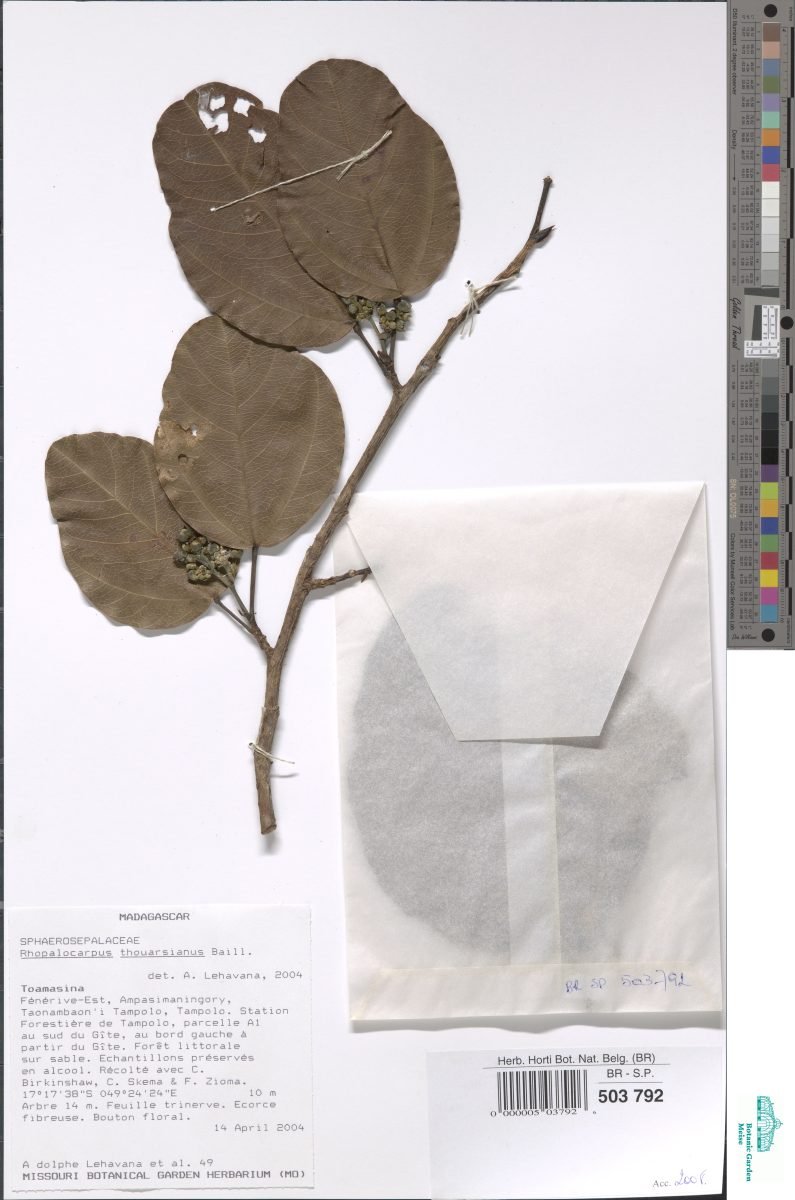 Rhopalocarpus thouarsianus photograph 4