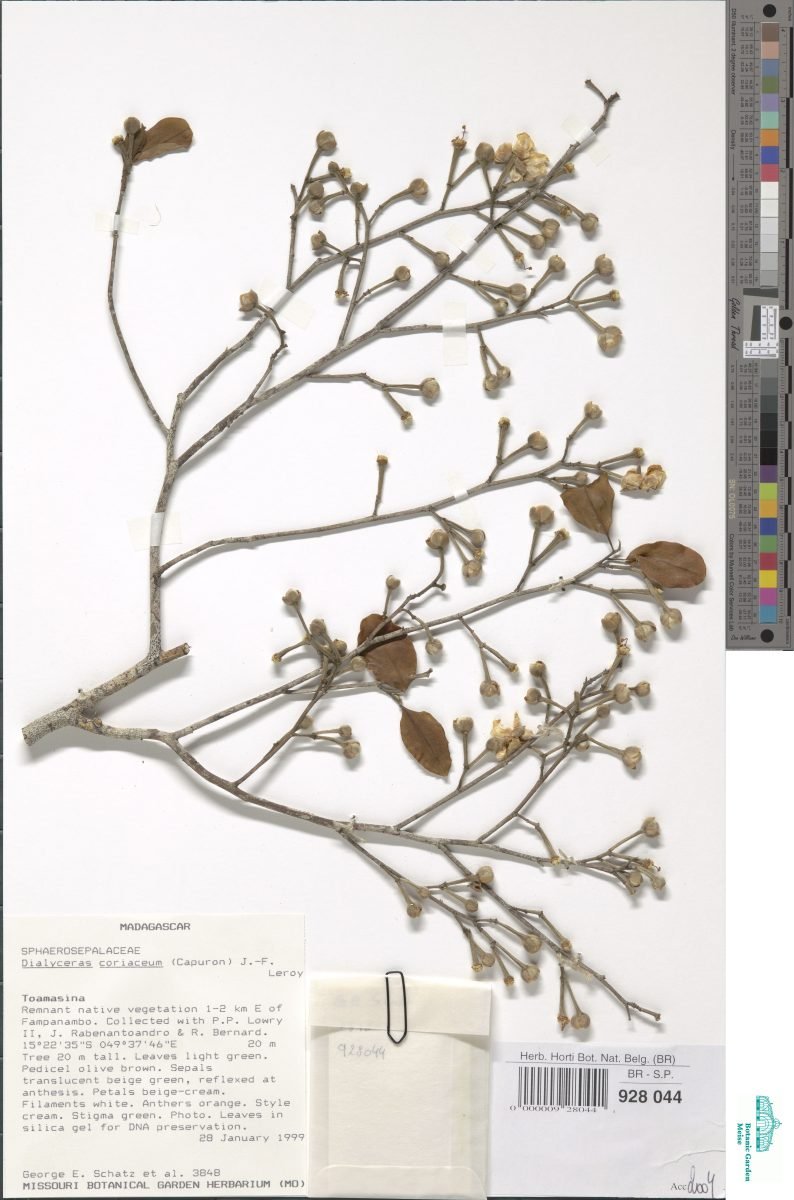 Dialyceras coriaceum photograph 5