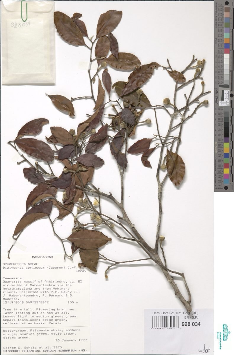 Dialyceras coriaceum photograph 4