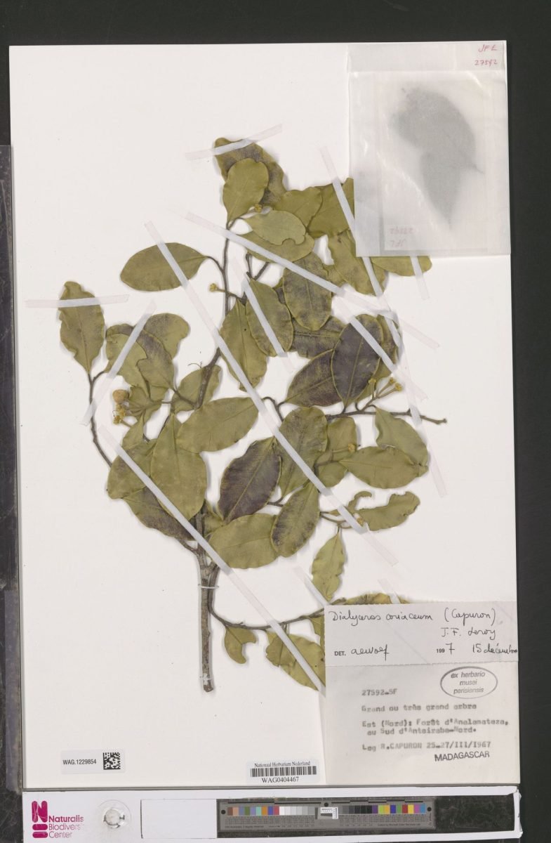 Dialyceras discolor photograph 3