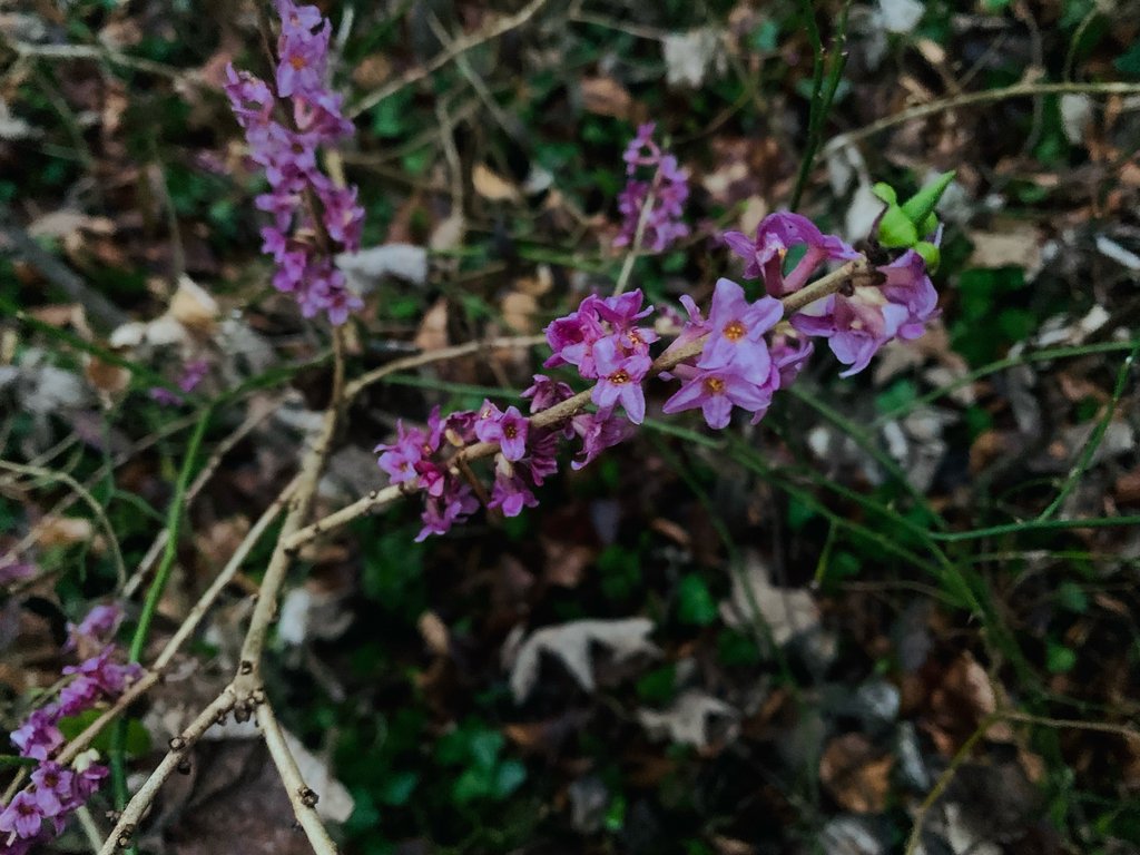 Daphne mezereum photograph 2