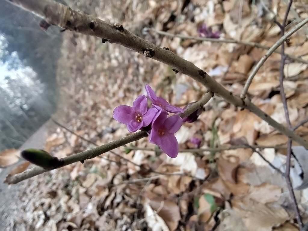 Daphne mezereum photograph 4