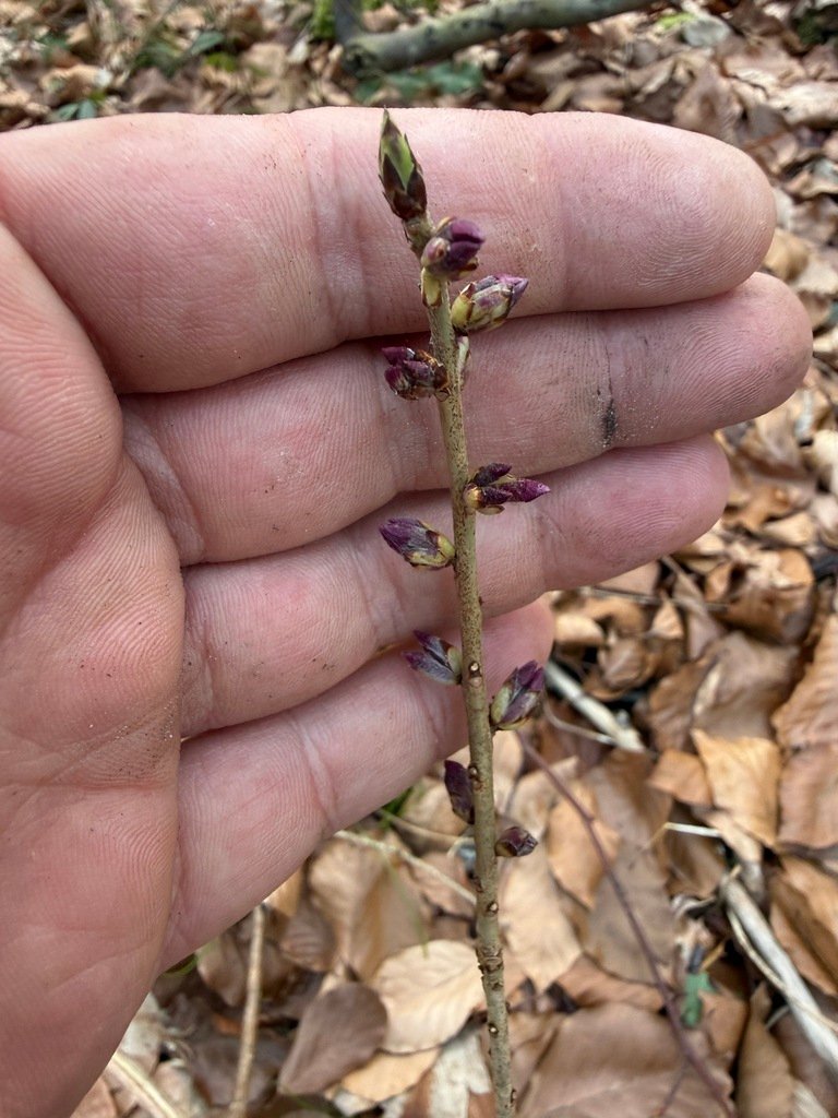 Daphne mezereum photograph 5
