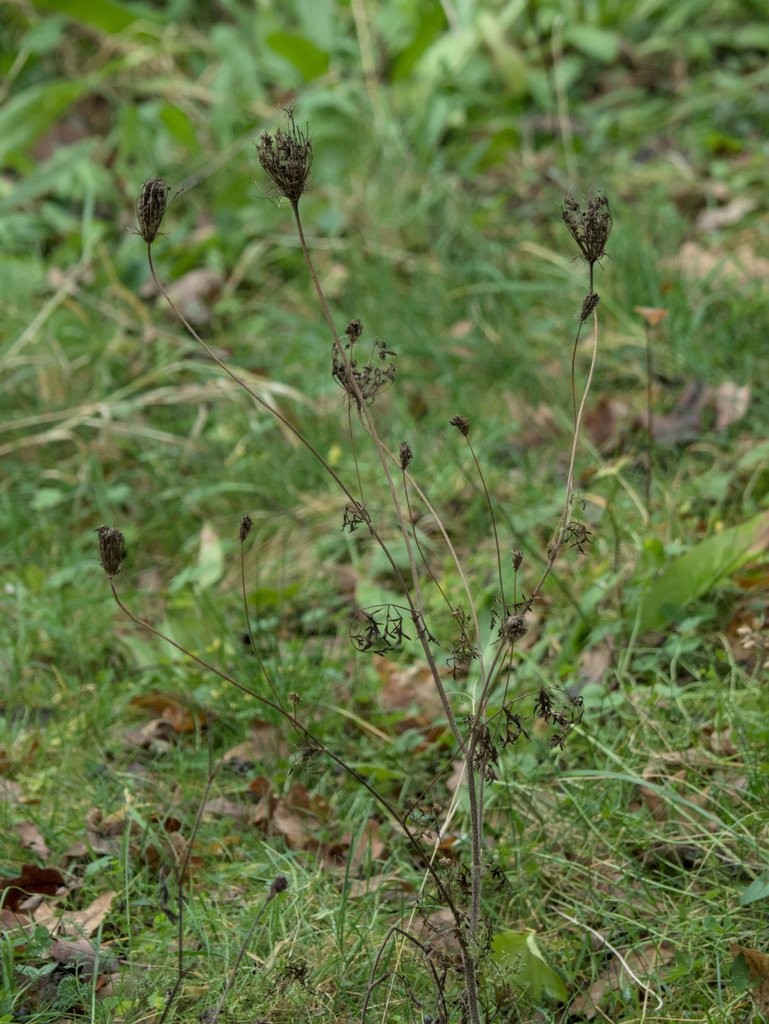 Daucus carota photograph 3