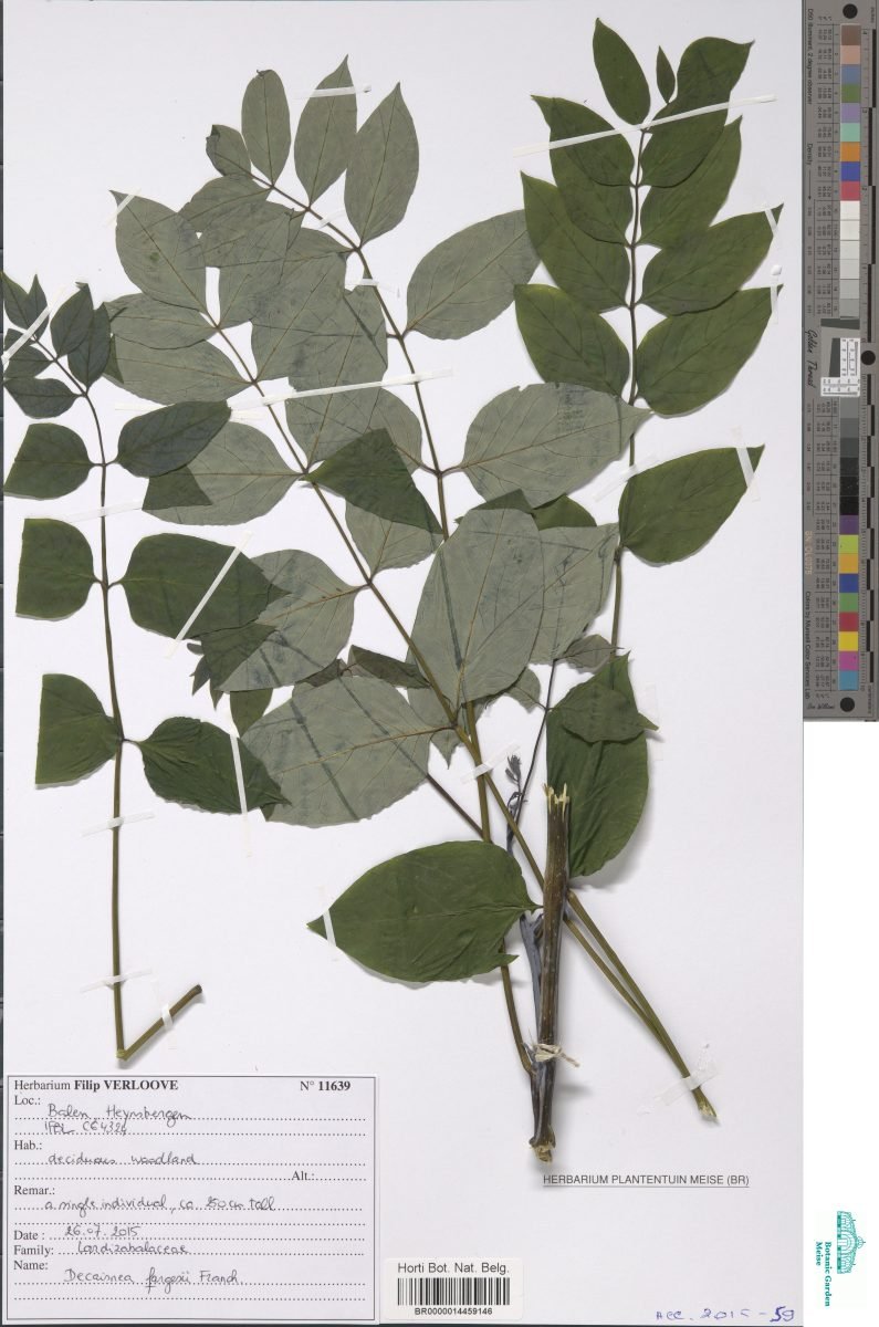 Decaisnea insignis