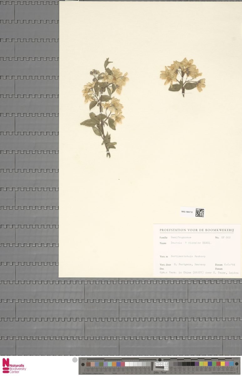 Deutzia discolor photograph 4