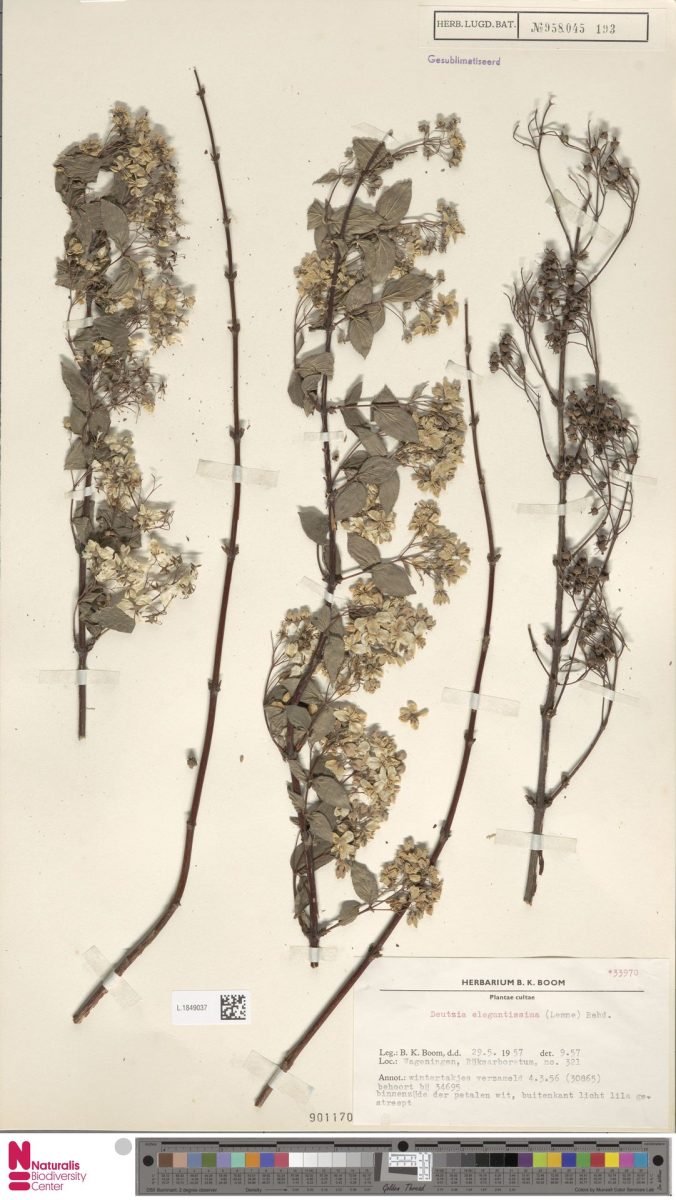 Deutzia discolor photograph 5