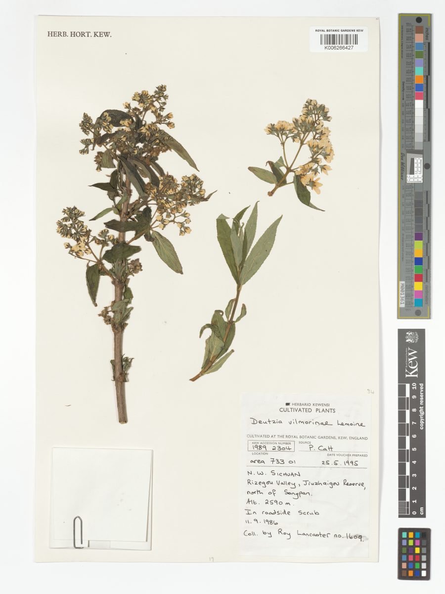 Deutzia discolor photograph 3