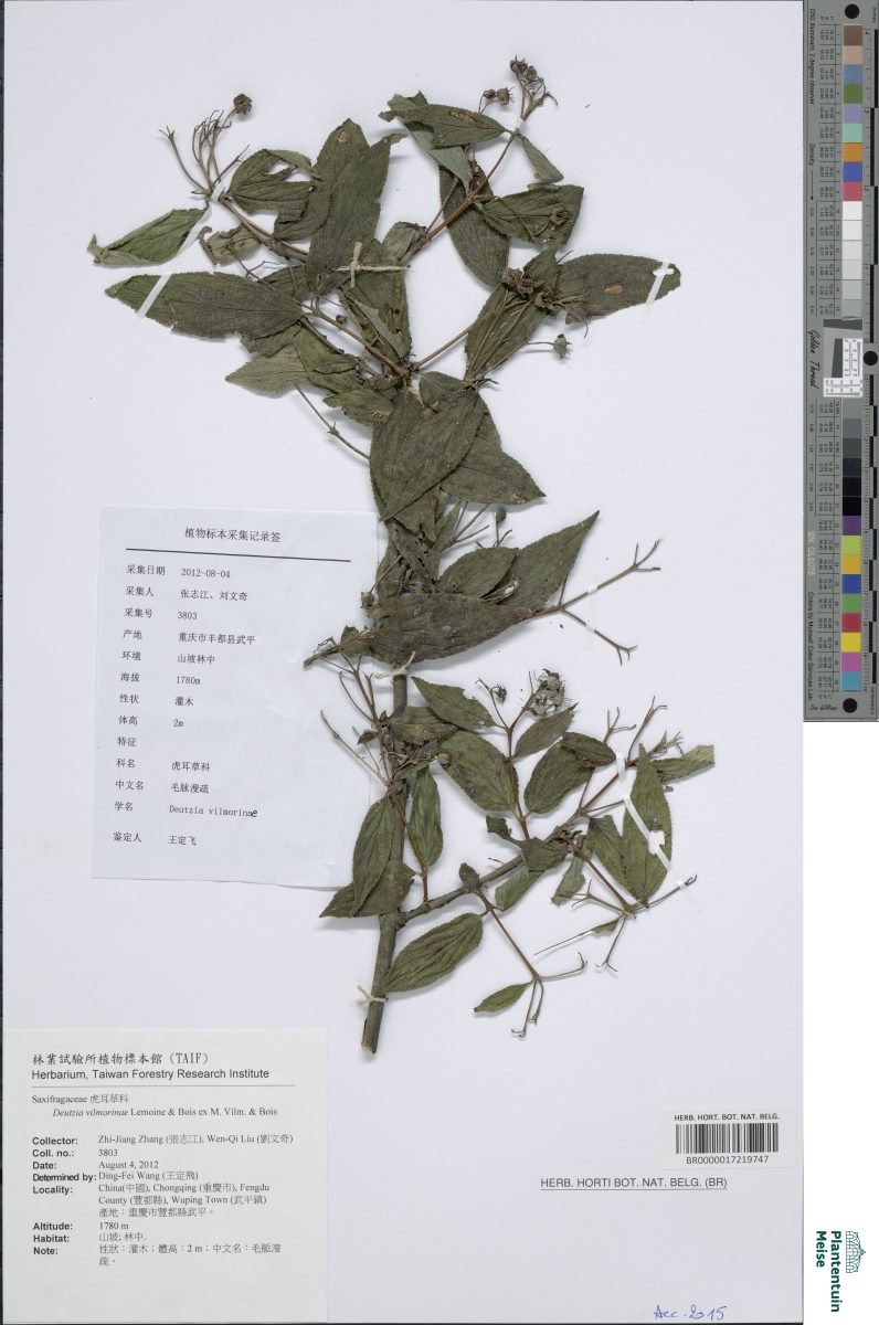 Deutzia discolor photograph 2