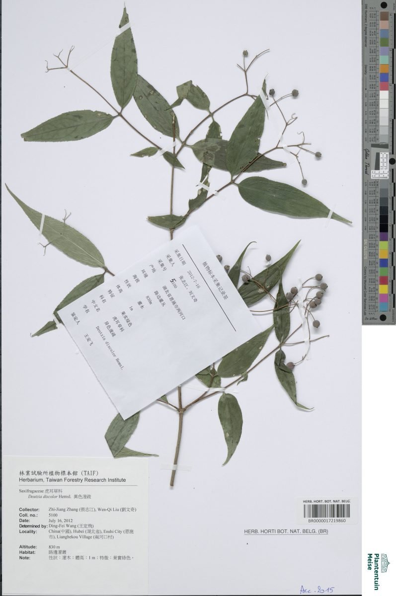 Deutzia discolor
