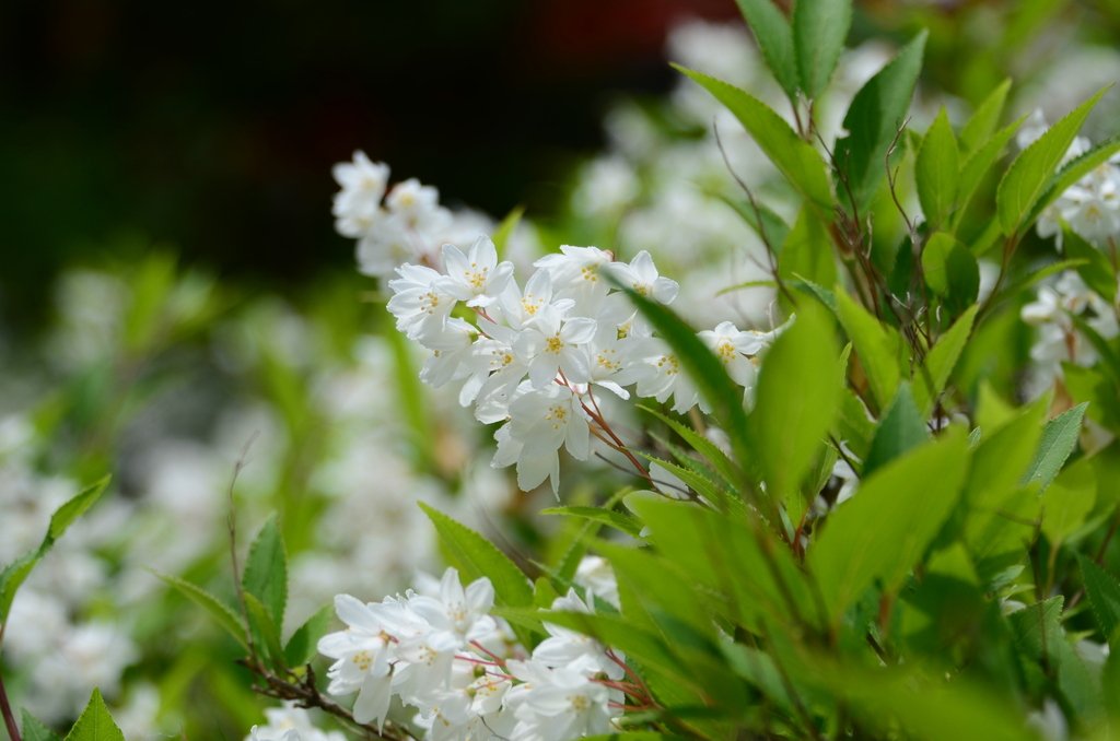 Deutzia gracilis