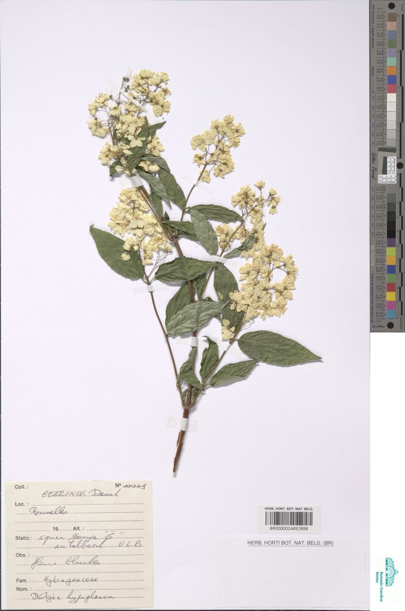 Deutzia hypoglauca photograph 3