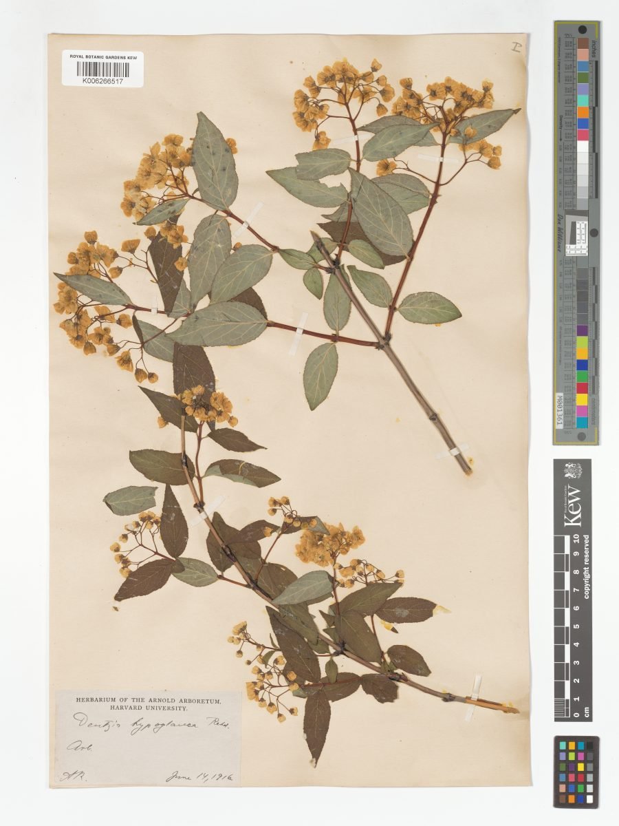 Deutzia hypoglauca photograph 5