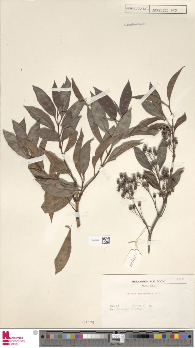 Deutzia hypoglauca