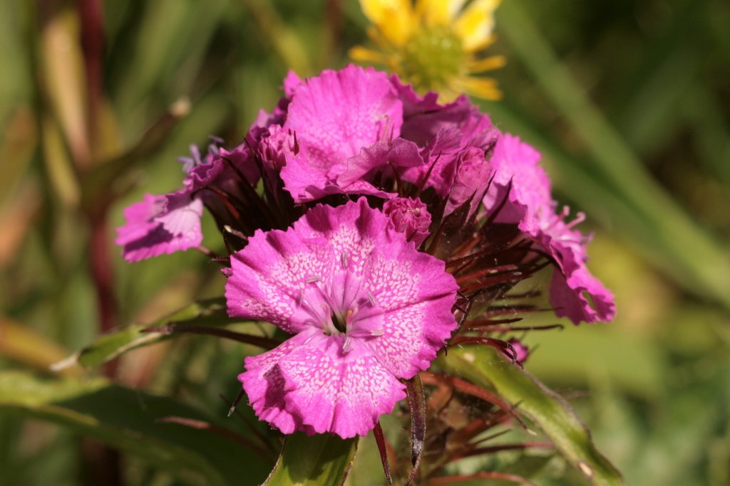 Dianthus barbatus photograph 5
