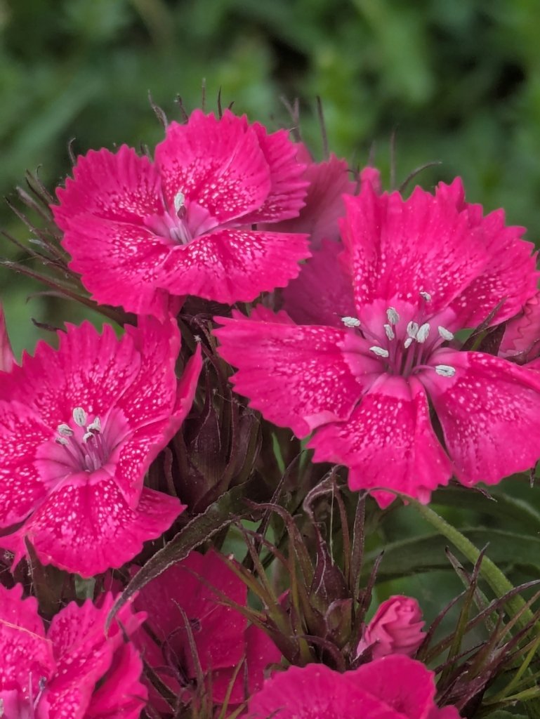 Dianthus barbatus photograph 6