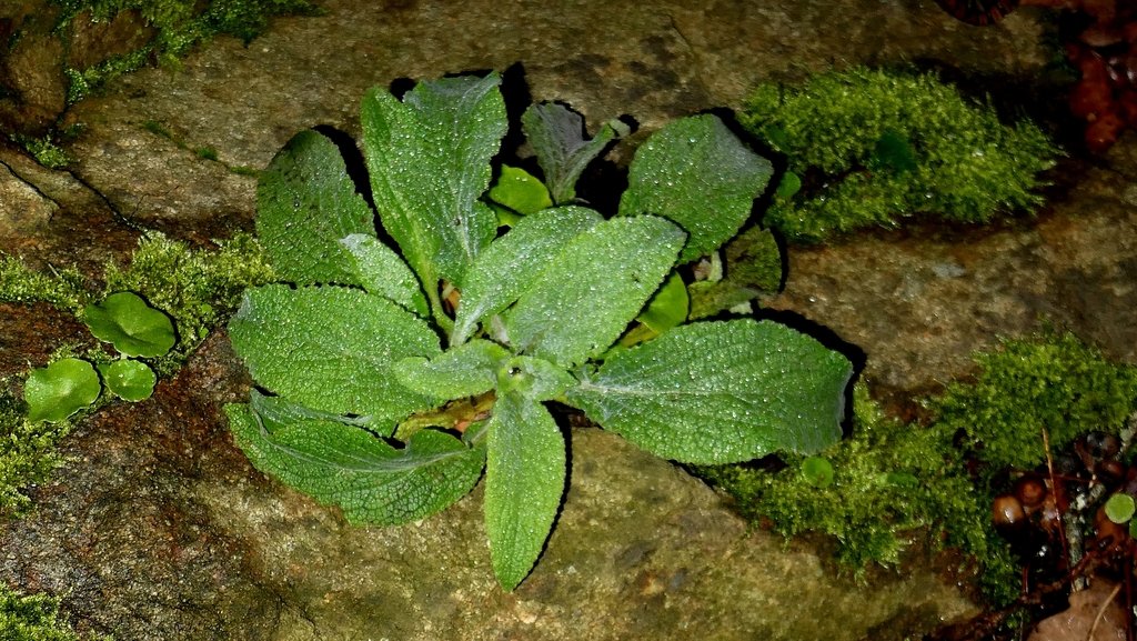 Digitalis purpurea photograph 4