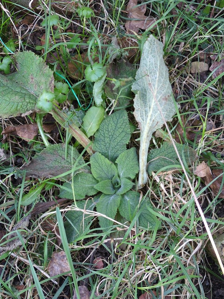 Digitalis purpurea