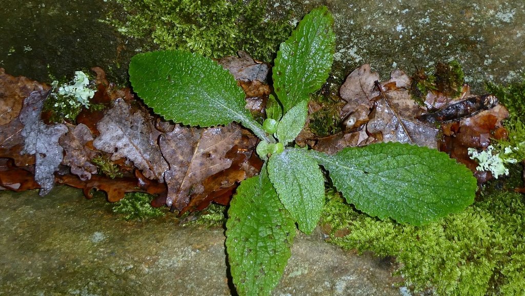 Digitalis purpurea photograph 5