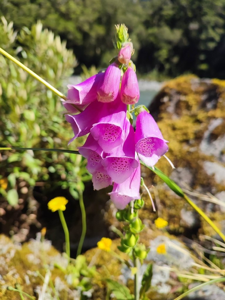 Digitalis purpurea photograph 3