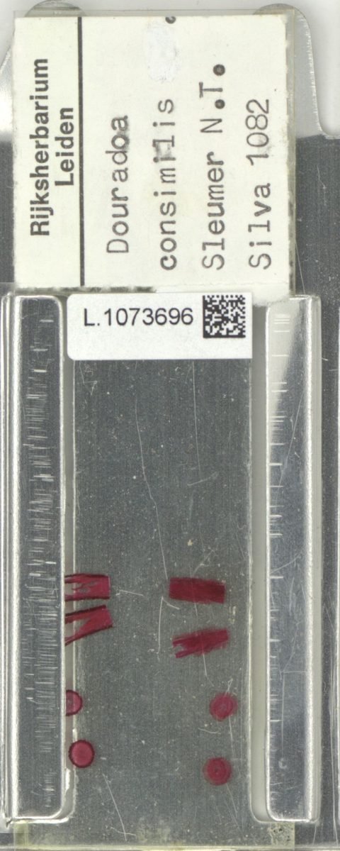 Douradoa consimilis photograph 4