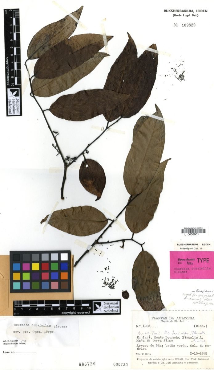 Douradoa consimilis photograph 3