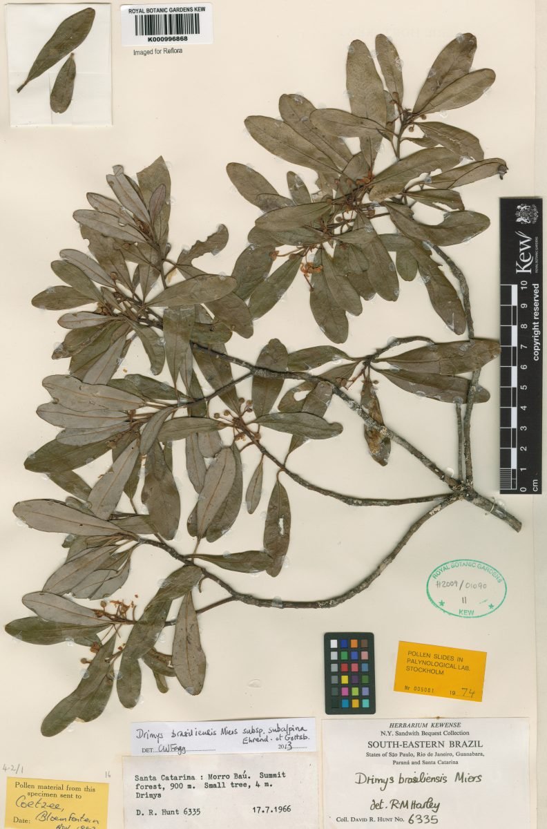 Drimys brasiliensis subsp. subalpina photograph 3