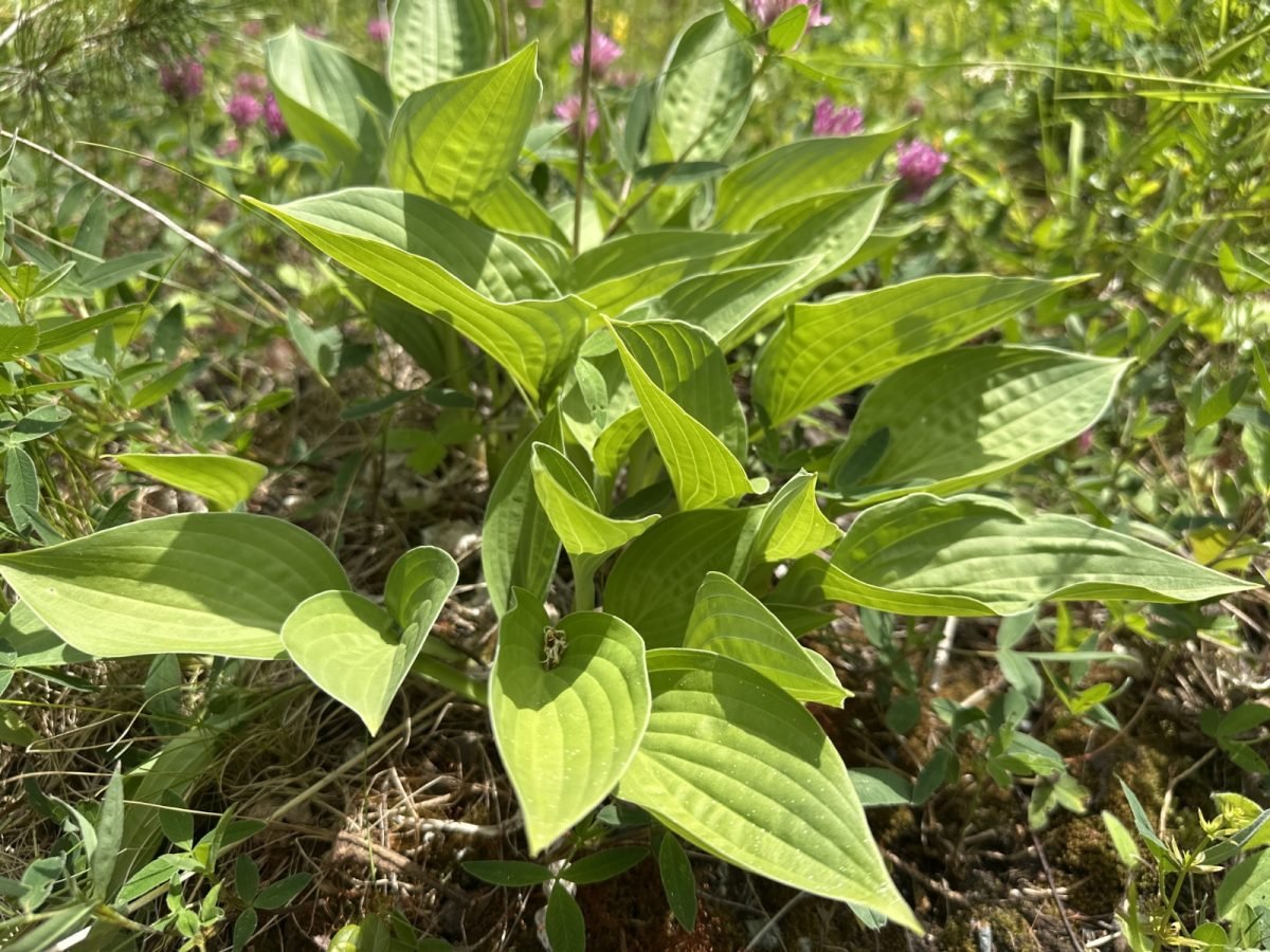 Hosta sieboldiana photograph 5