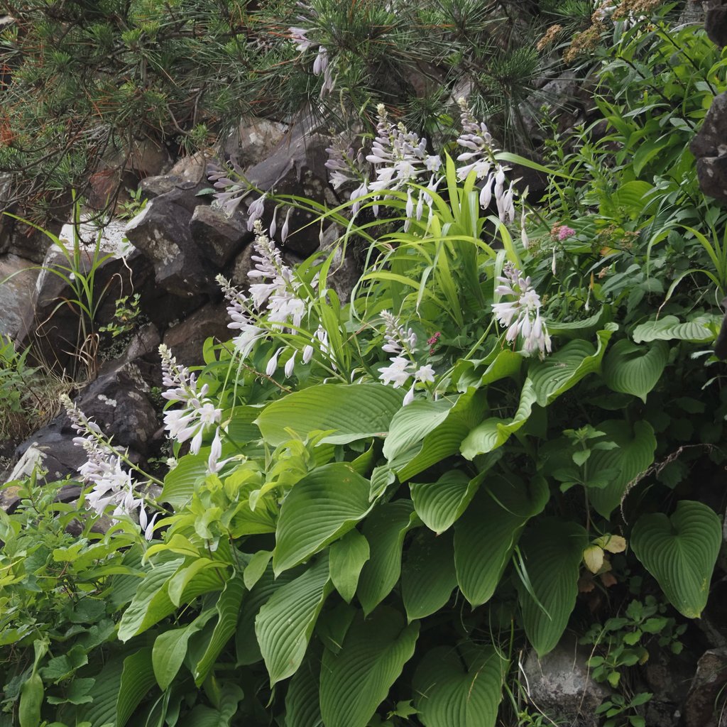 Hosta sieboldiana photograph 6