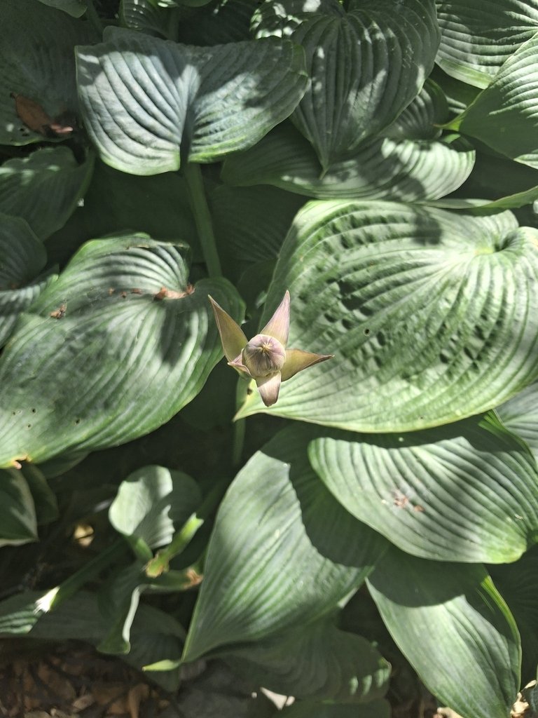 Hosta sieboldiana photograph 2