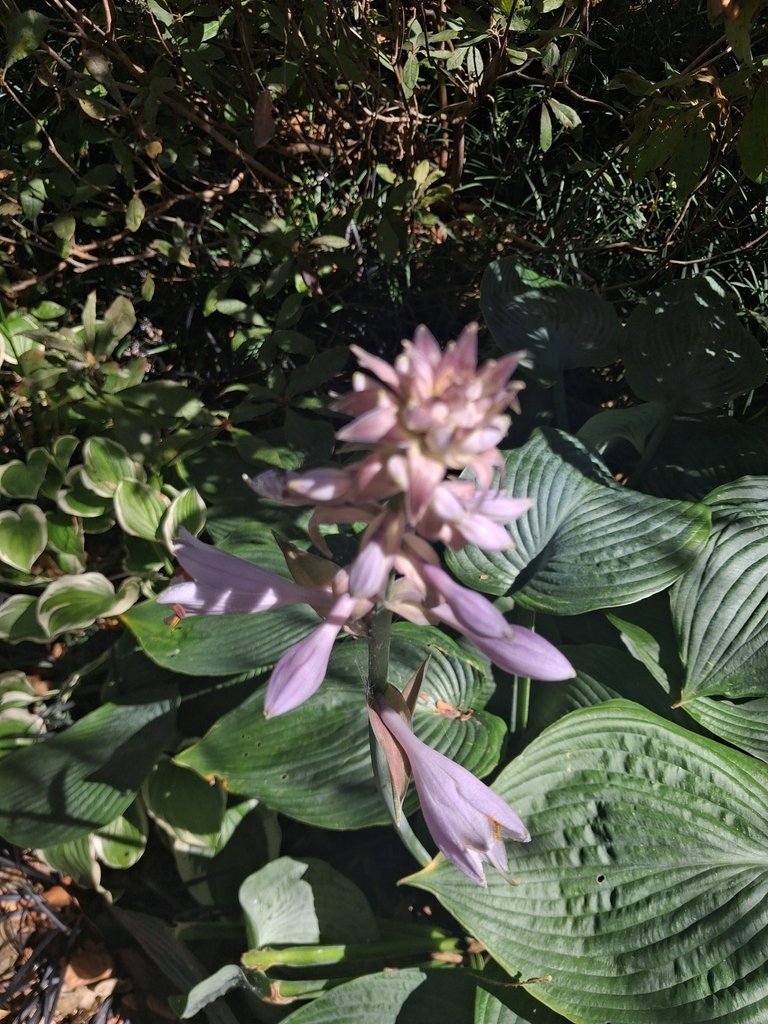 Hosta sieboldiana photograph 3