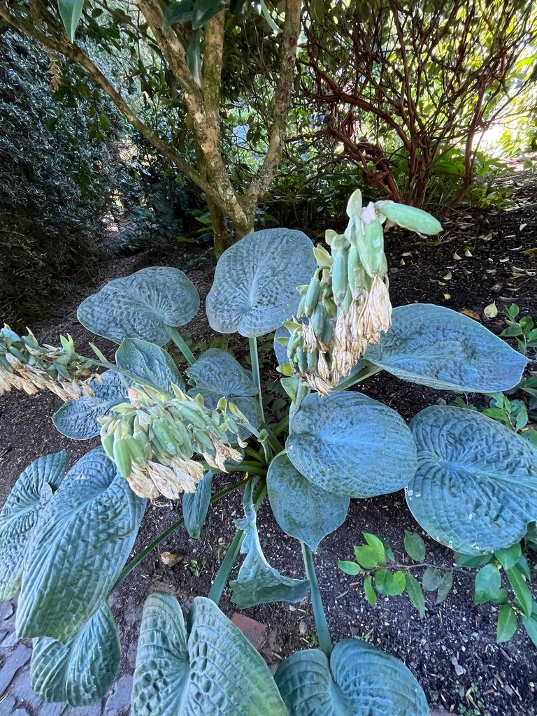 Hosta sieboldiana