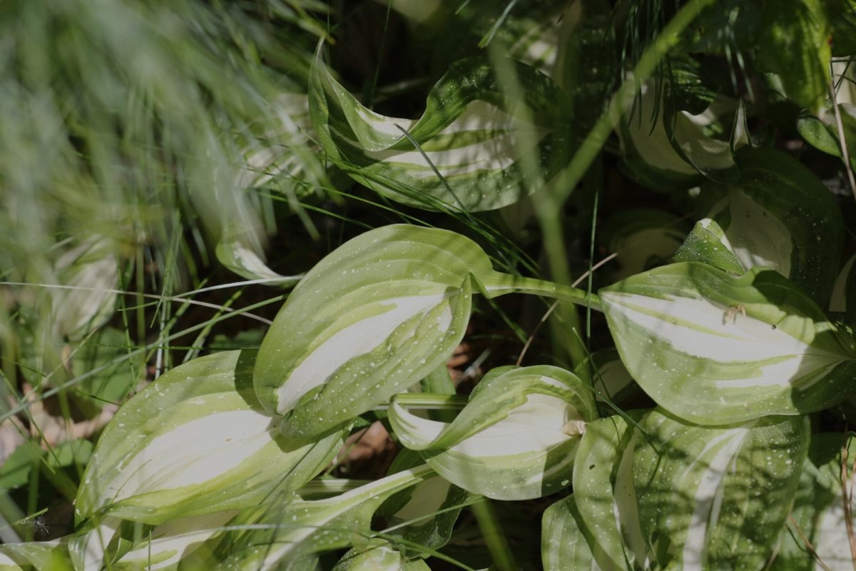 Hosta sieboldiana photograph 4