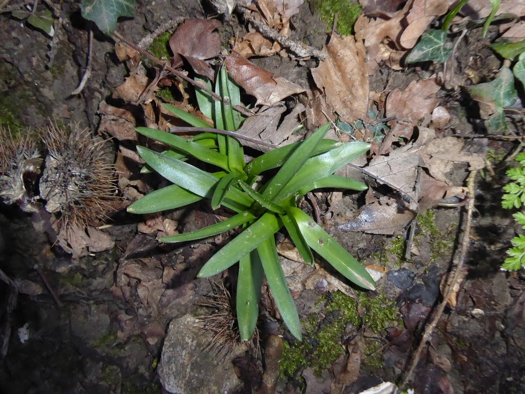 Hyacinthoides non-scripta photograph 2