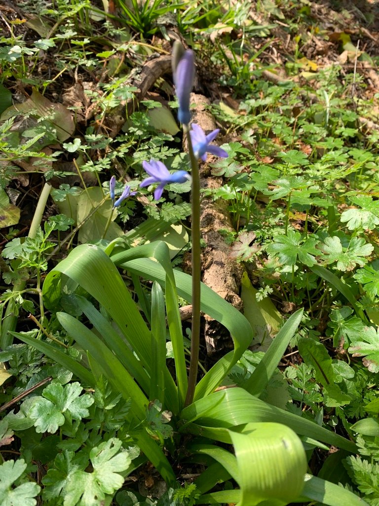 Hyacinthoides non-scripta photograph 5