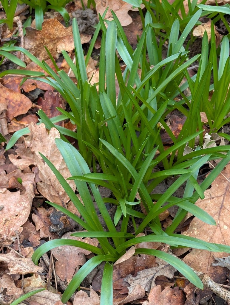 Hyacinthoides non-scripta photograph 3