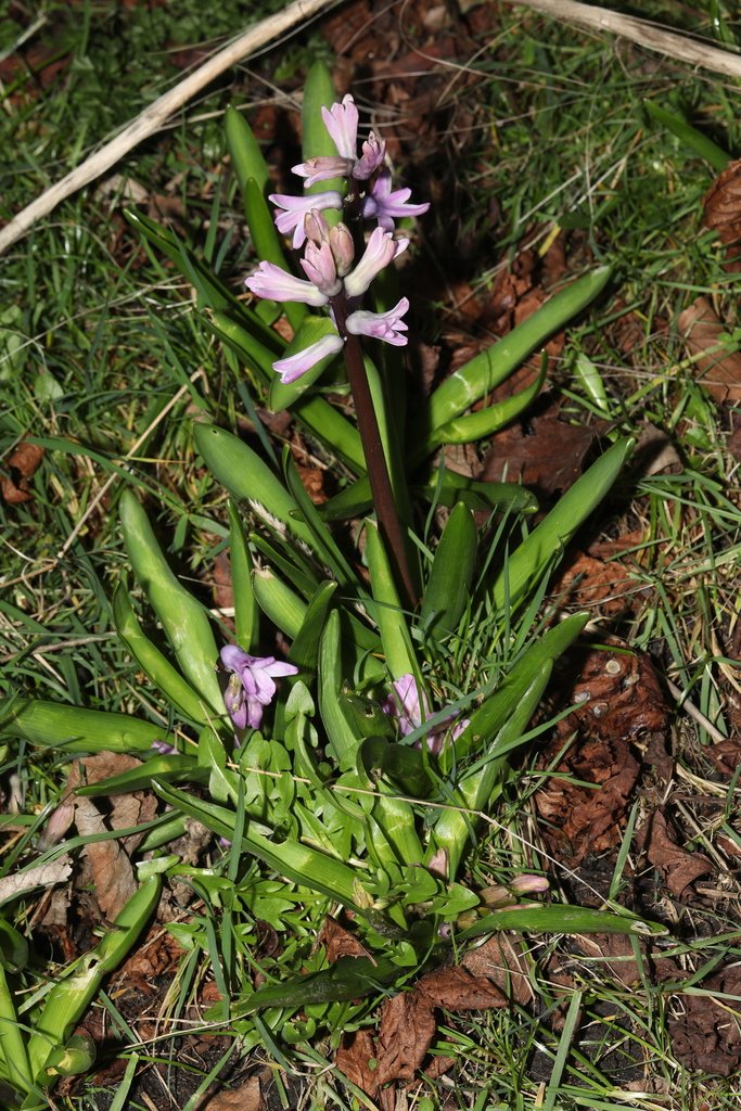 Hyacinthus orientalis photograph 5