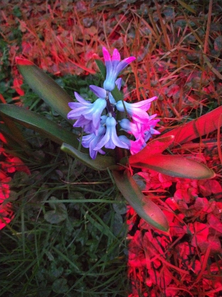 Hyacinthus orientalis photograph 3
