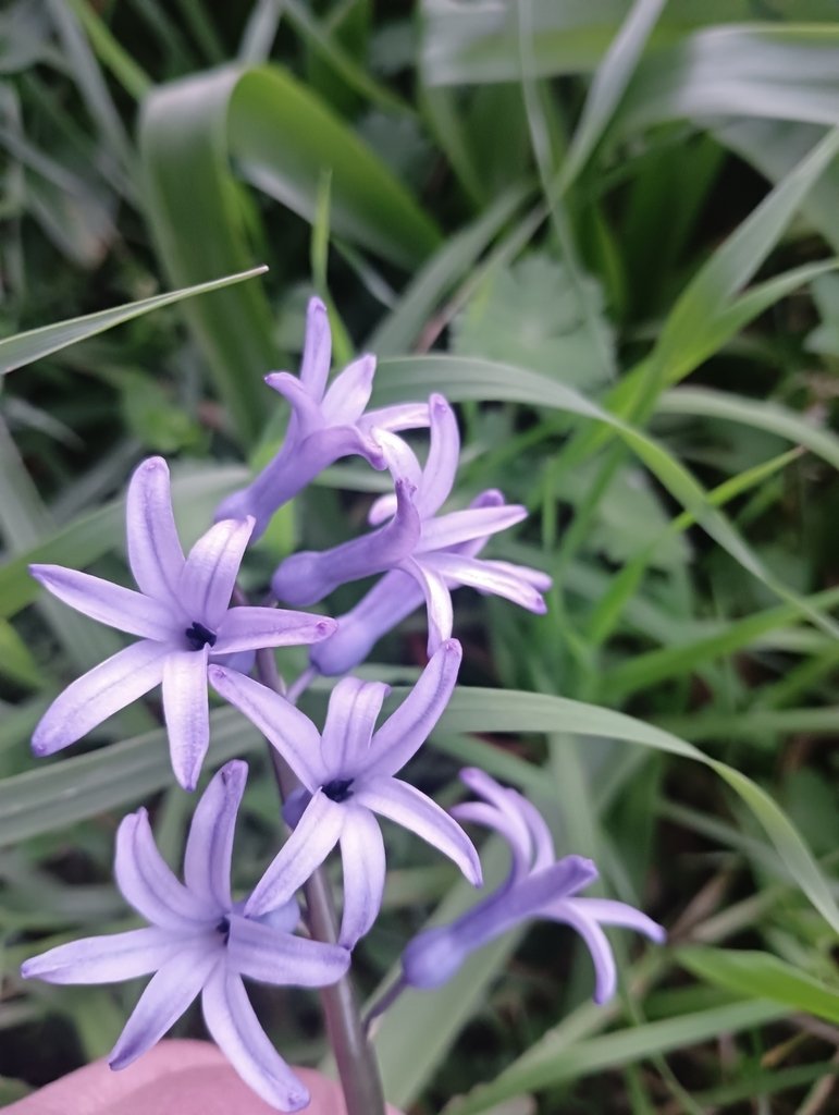 Hyacinthus orientalis