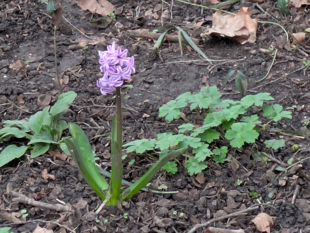 Hyacinthus orientalis photograph 6